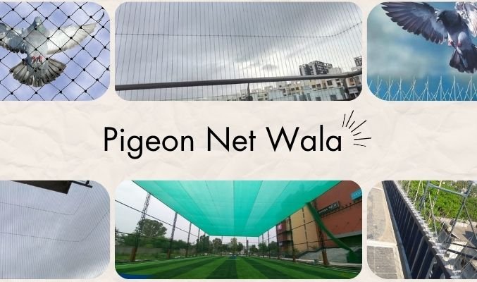 Pigeon Net Wala